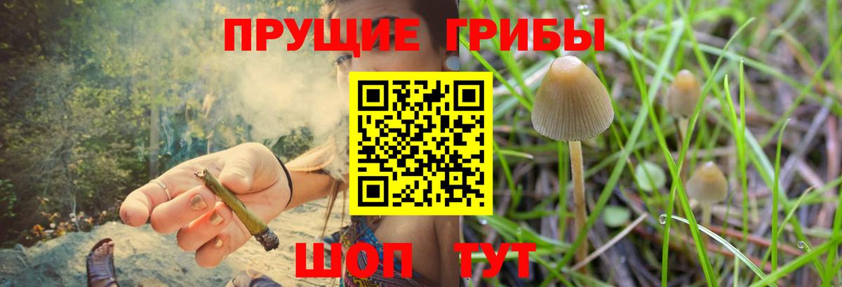 Галлюциногенные грибы Psilocybe  Вход с VPN  Краснокамск 